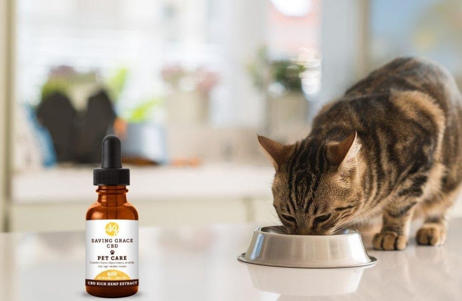 How to Use Cannabidiol Oil for Cats