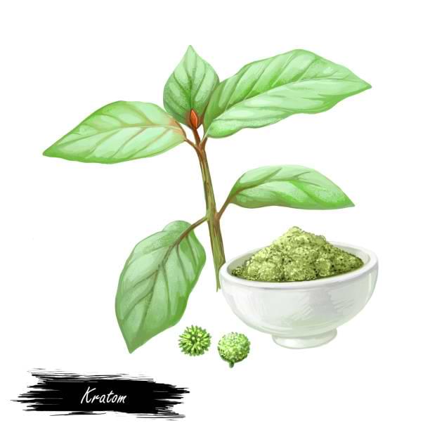 Research on Kratom as Glucose Transporter