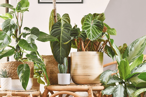 Tips and Tricks for Thriving Indoor Plants for Home