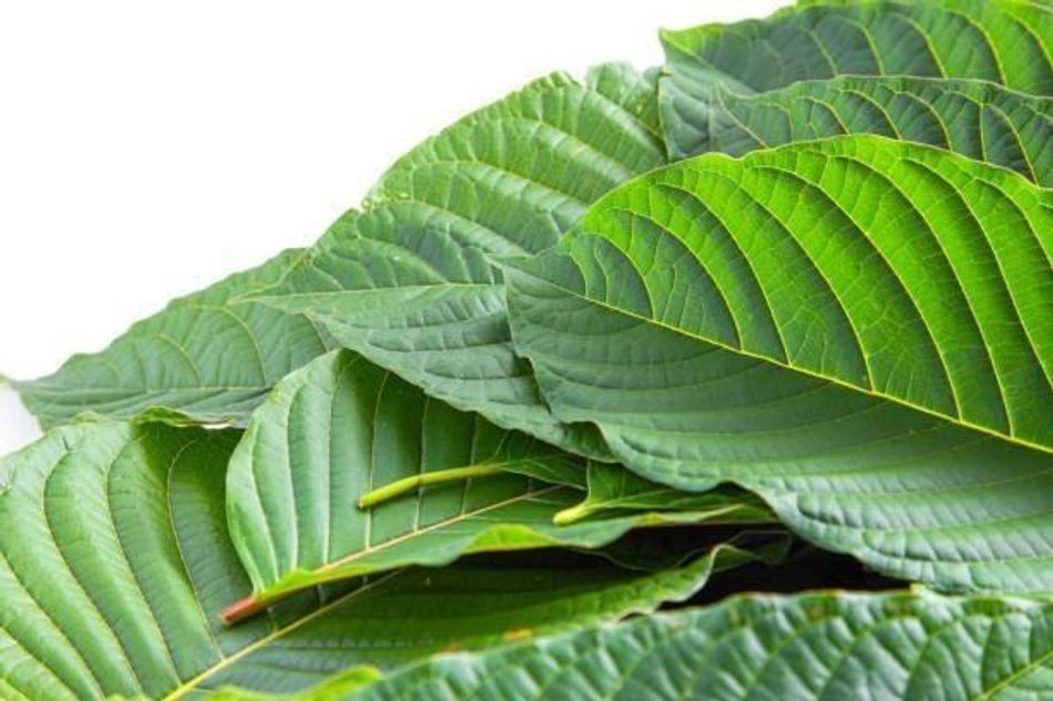pain relief strain